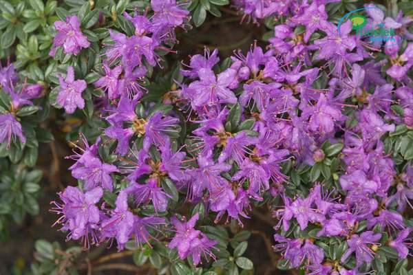 Rhododendron Best Of The Forest